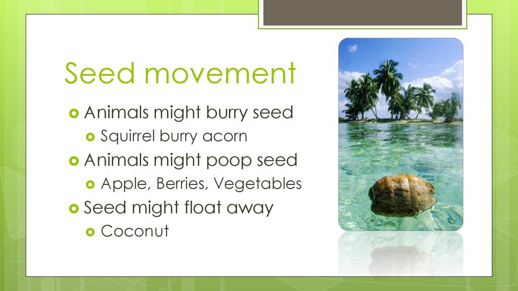 Seed movement Animals might burry seed Animals might poop seed