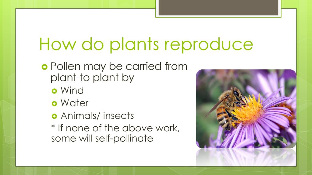 How do plants reproduce