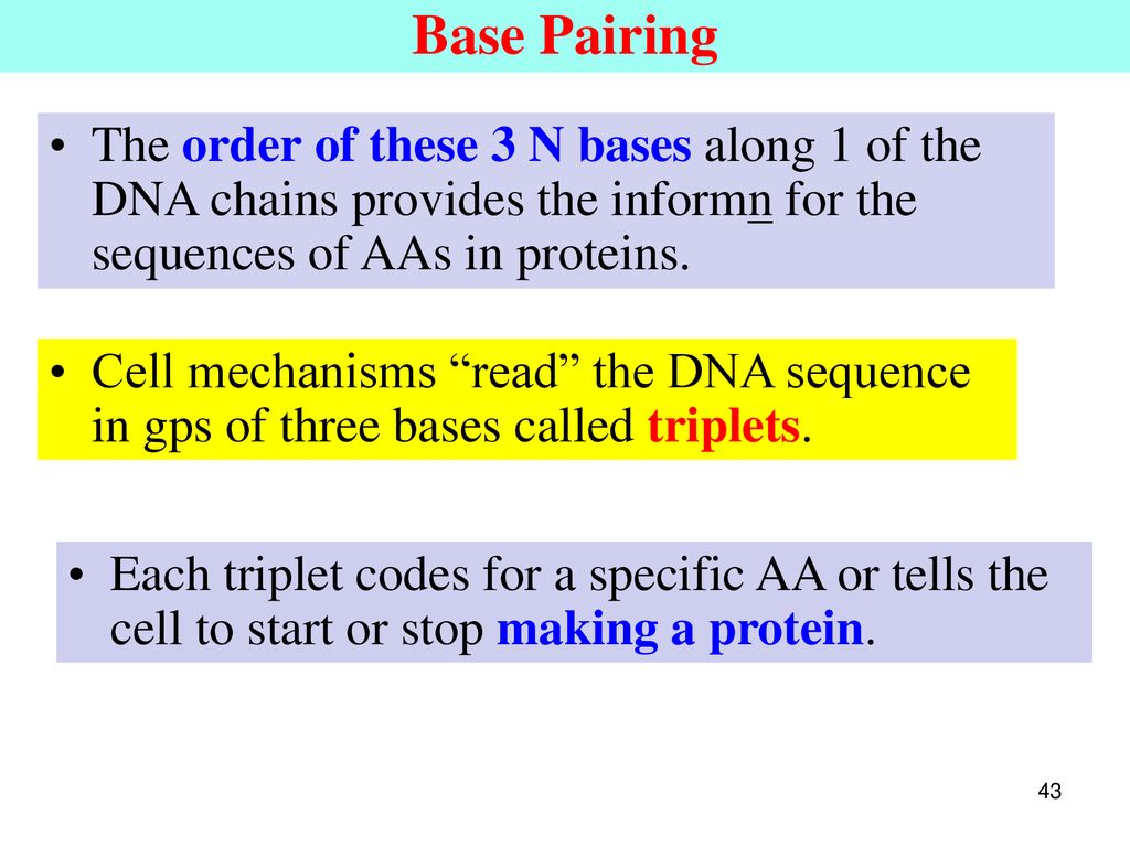 Base Pairing The order of these 3 N bases along 1 of the DNA chains provides the informn for the sequences of AAs in proteins.