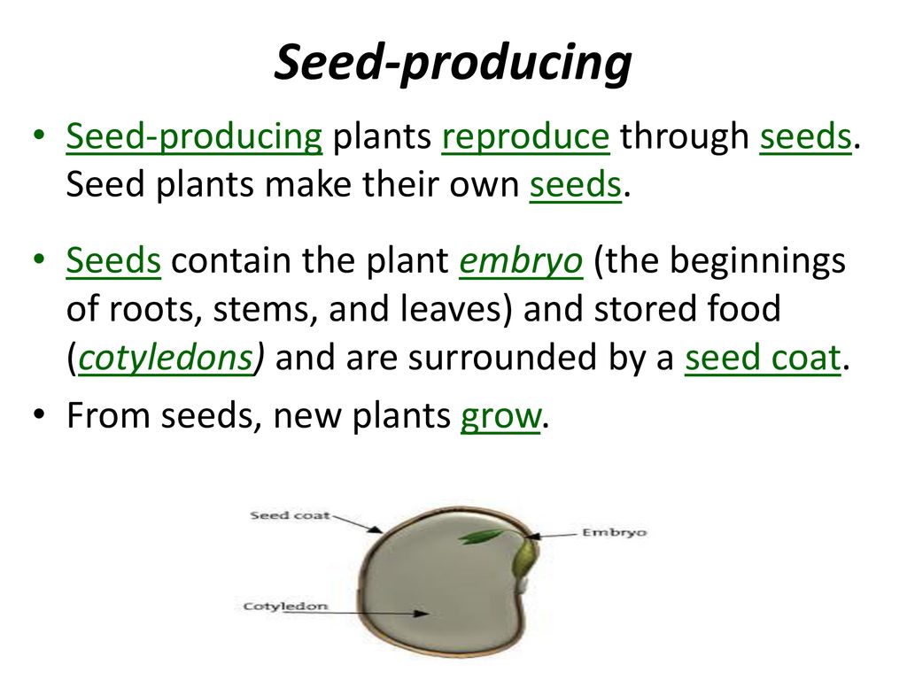 Compare And Contrast The Characteristics Of Vascular And Nonvascular Plants Both Ppt Download Compare And Contrast The Characteristics Of Vascular And Nonvascular Plants Both Ppt Download