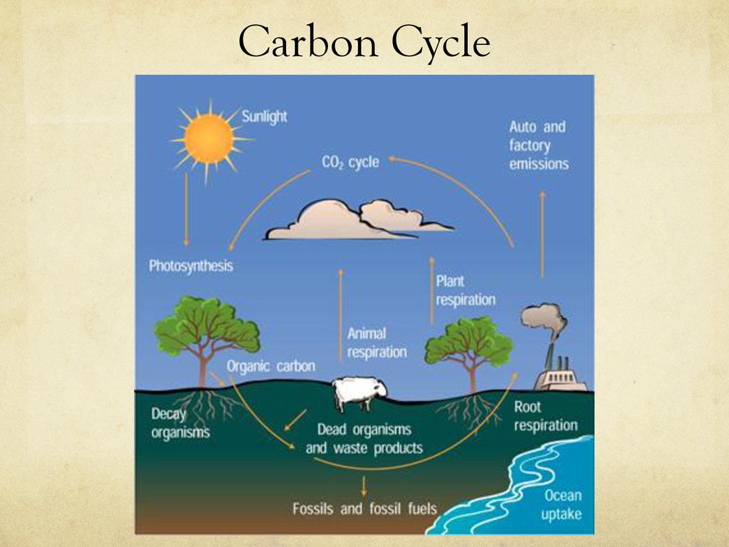 Principles of Ecology See New Kent PPT for SOL questions and string ...