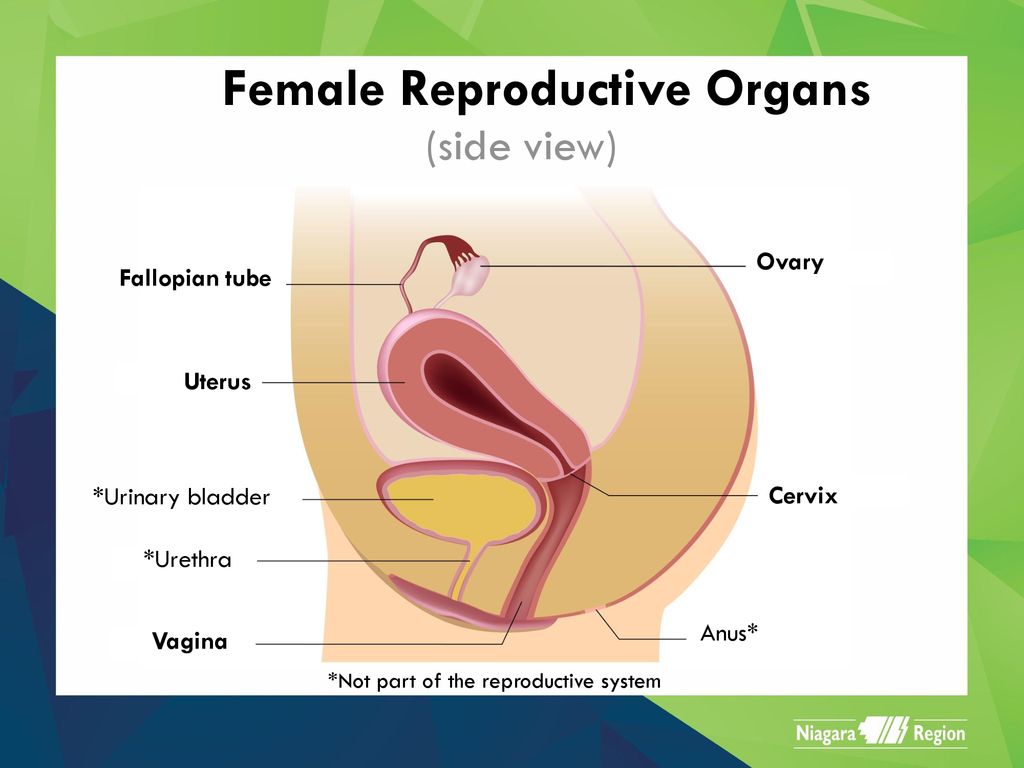 female reproductive organ side view