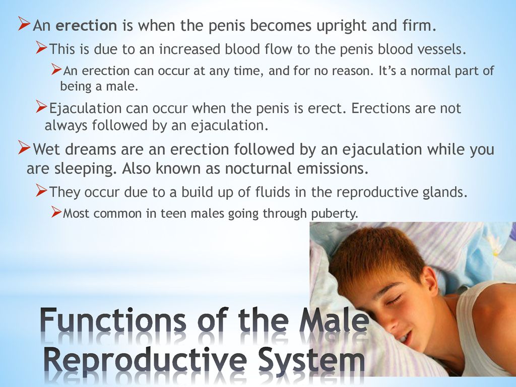 Functions of the Male Reproductive System
