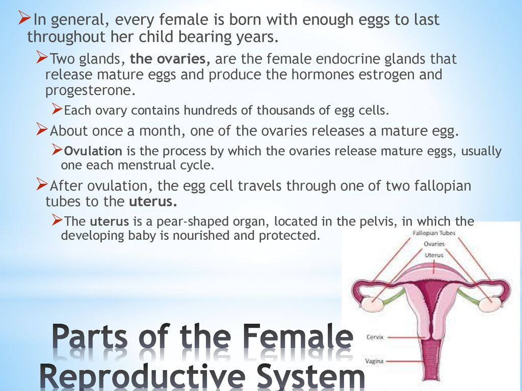 Parts of the Female Reproductive System