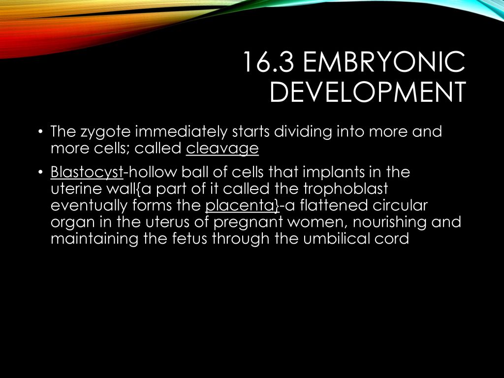 Reproductive System A & P Chapter ppt download Biology Diagrams