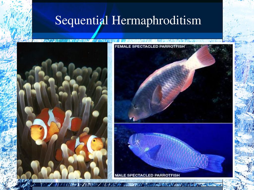 Fish reproduction ppt download