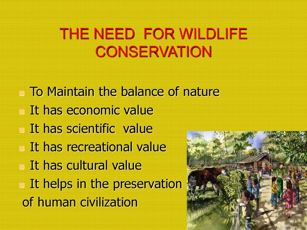 CONSERVATION OF FOREST & WILD LIFE DONE BY :S. RISHIVANDAN - ppt download