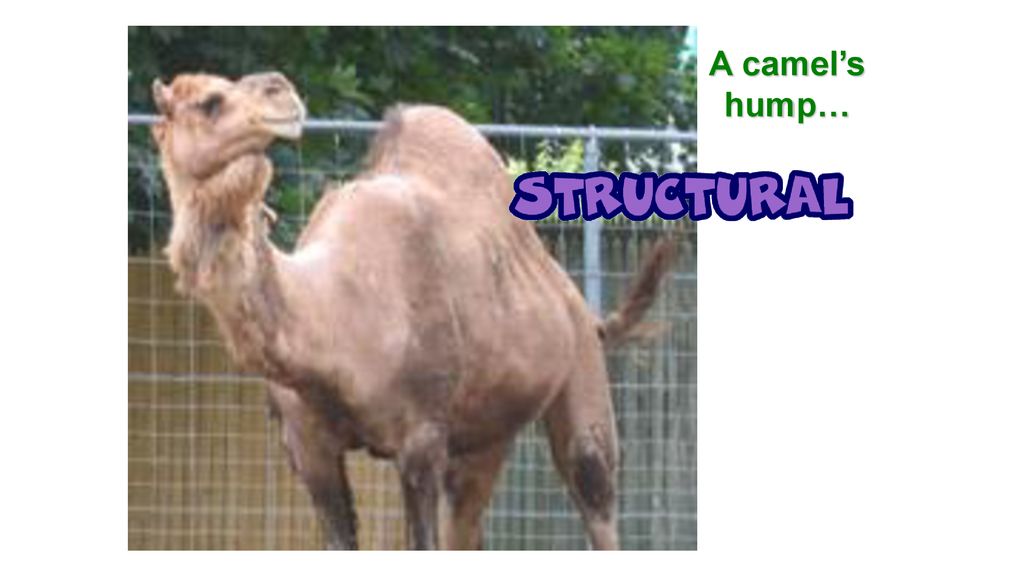 A camel’s hump…