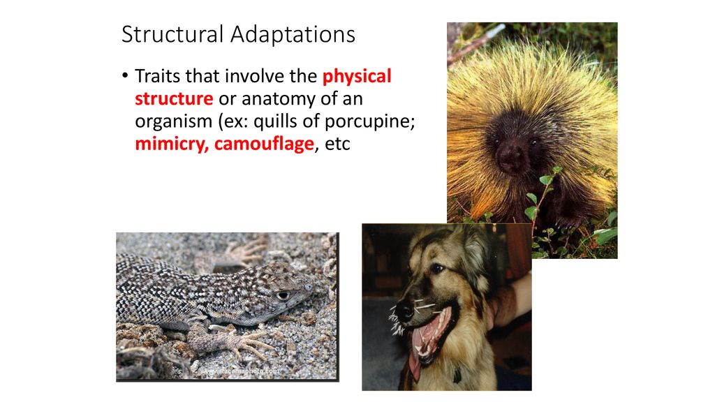Structural Adaptations