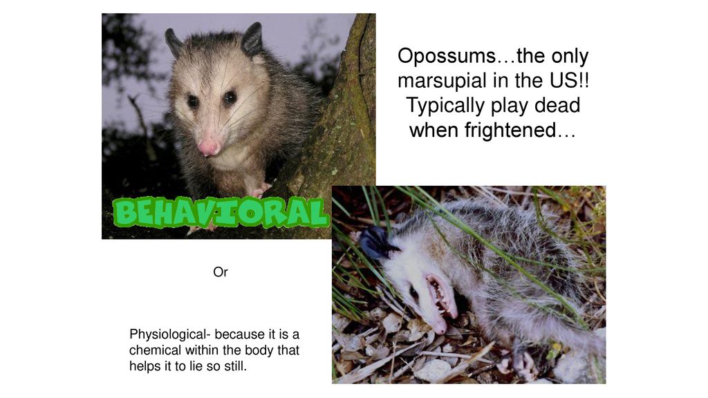 Opossums…the only marsupial in the US