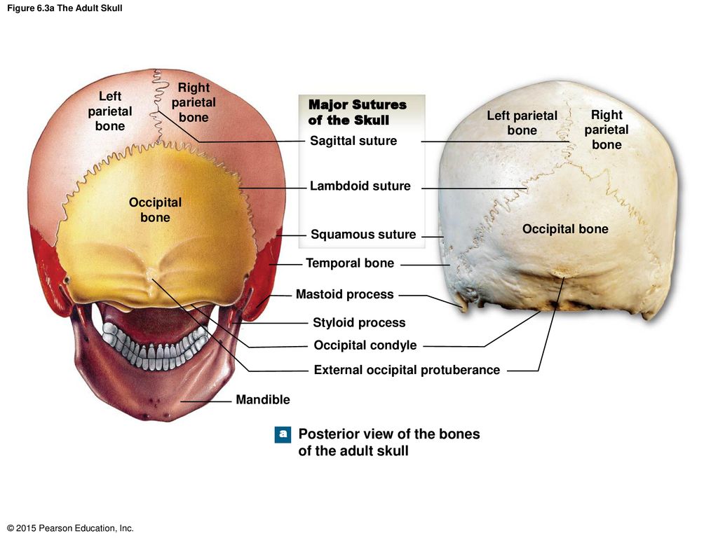 Figure 6.3a The Adult Skull