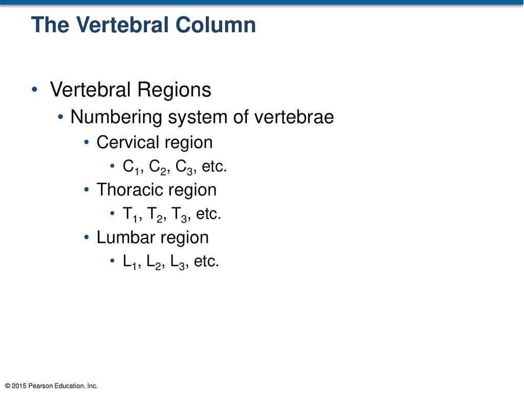 The Vertebral Column Vertebral Regions Numbering system of vertebrae
