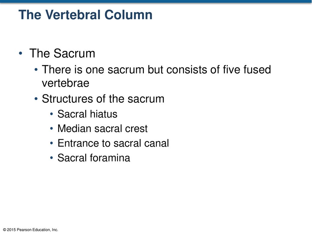 The Vertebral Column The Sacrum
