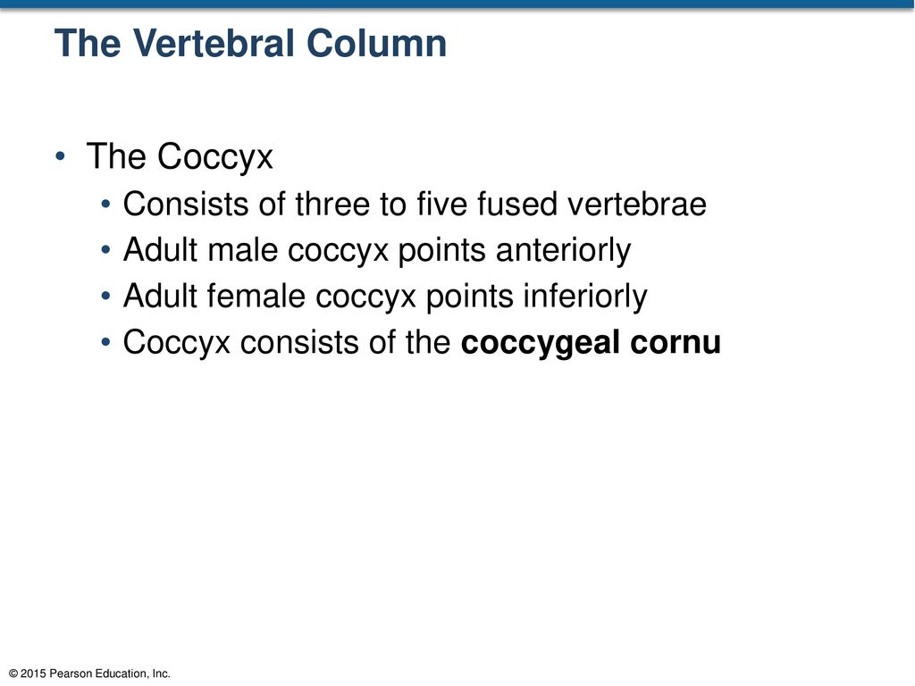The Vertebral Column The Coccyx