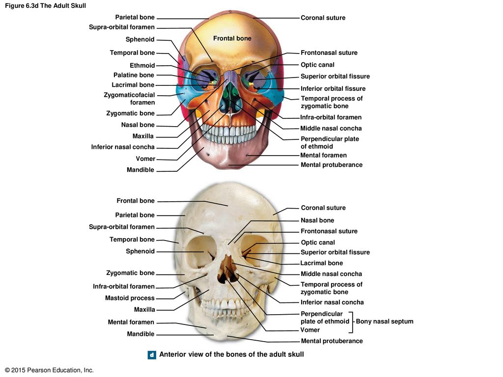 Figure 6.3d The Adult Skull