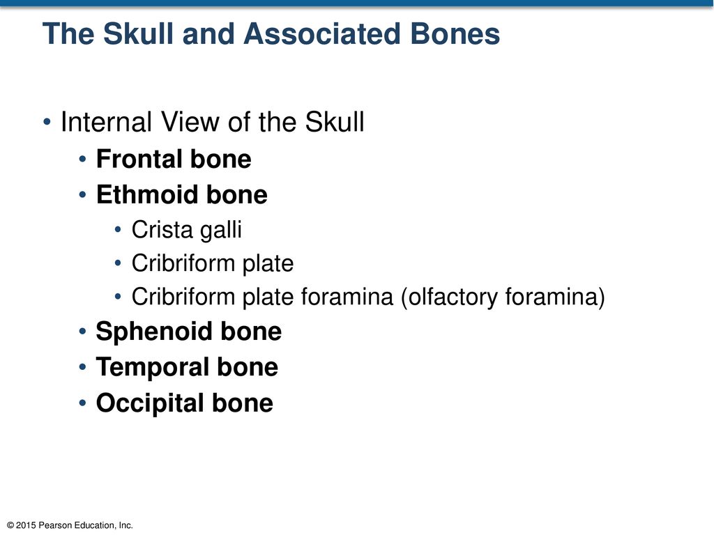 The Skull and Associated Bones