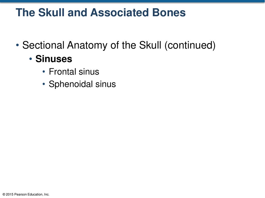 The Skull and Associated Bones