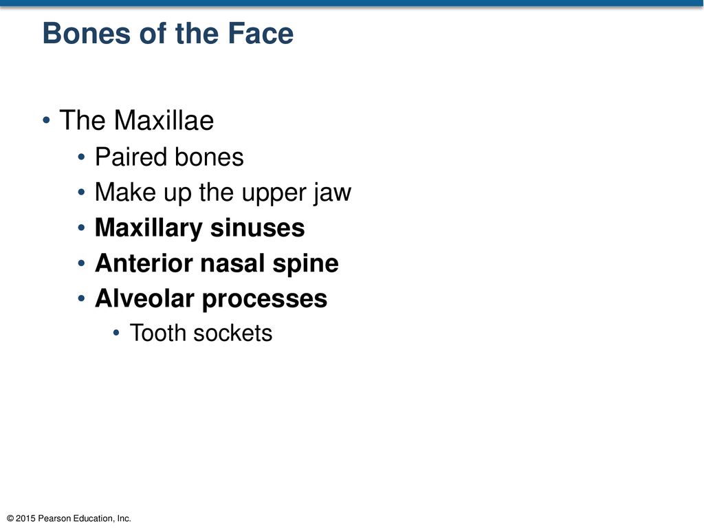 Bones of the Face The Maxillae Paired bones Make up the upper jaw