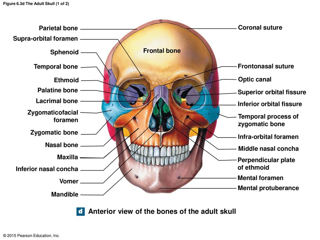 6.3: The Skull - Medicine LibreTexts