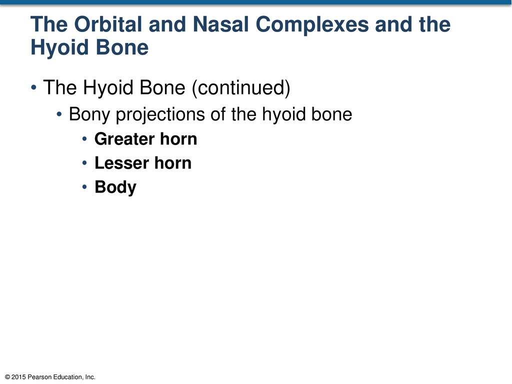 The Orbital and Nasal Complexes and the Hyoid Bone