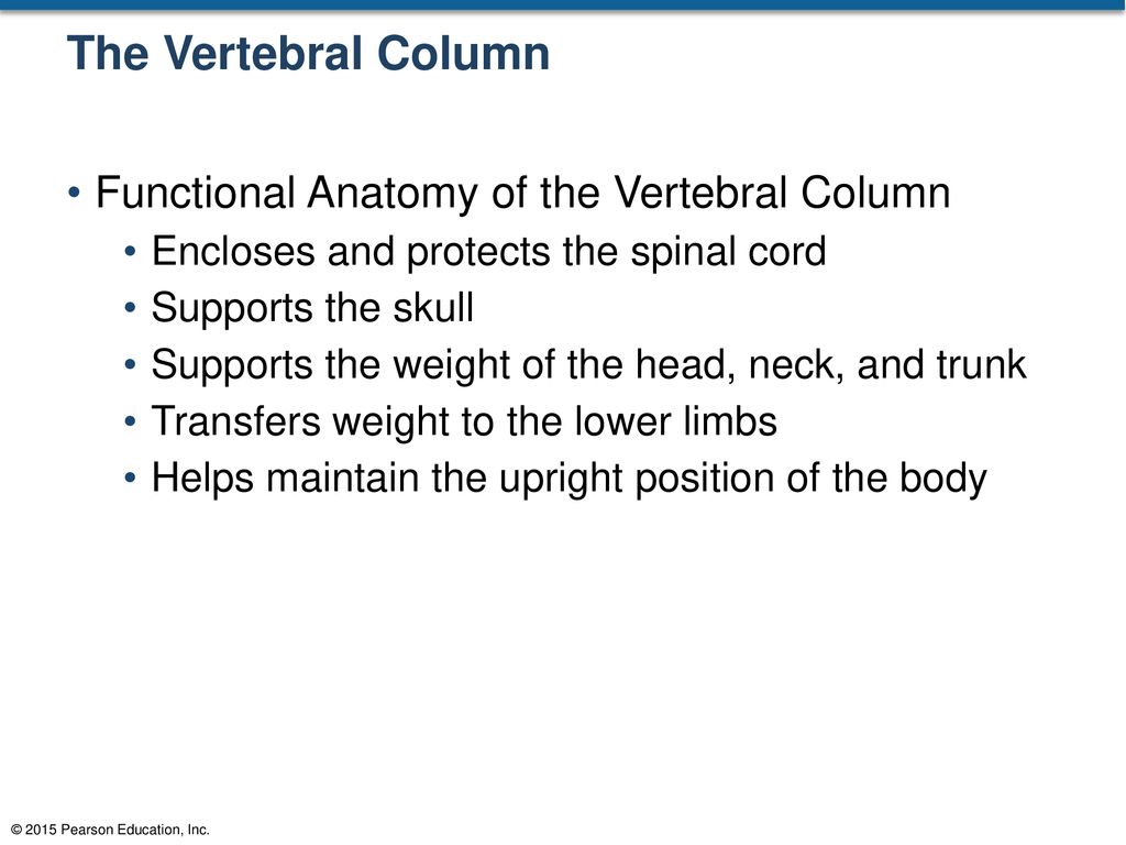 The Vertebral Column Functional Anatomy of the Vertebral Column