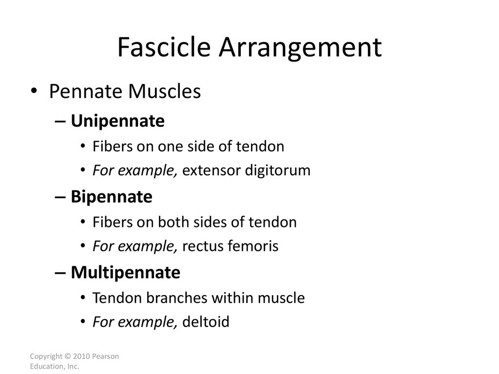 10 The Muscular System C h a p t e r - ppt download