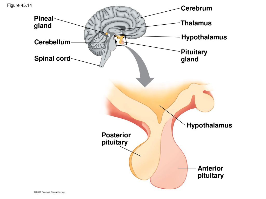 Гипоталамус и гипофиз картинки