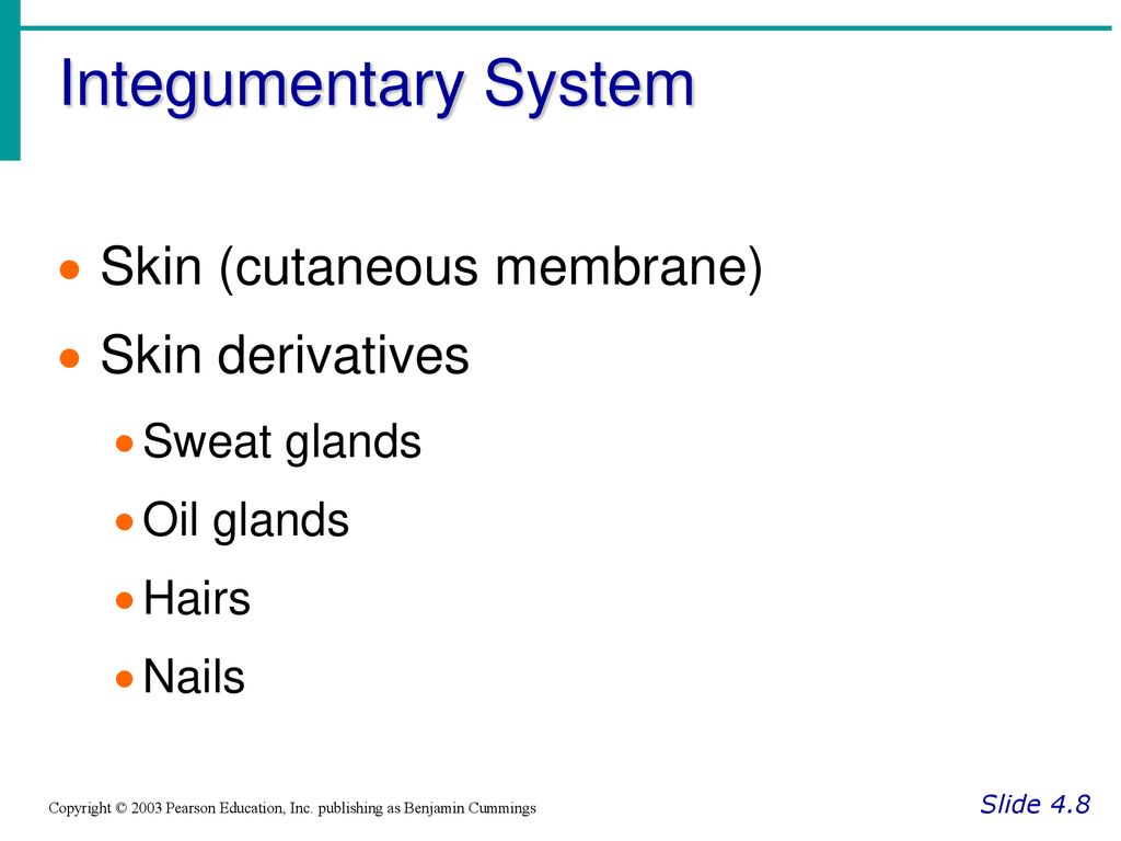 Chapter 4 Skin and Body Membranes - ppt download