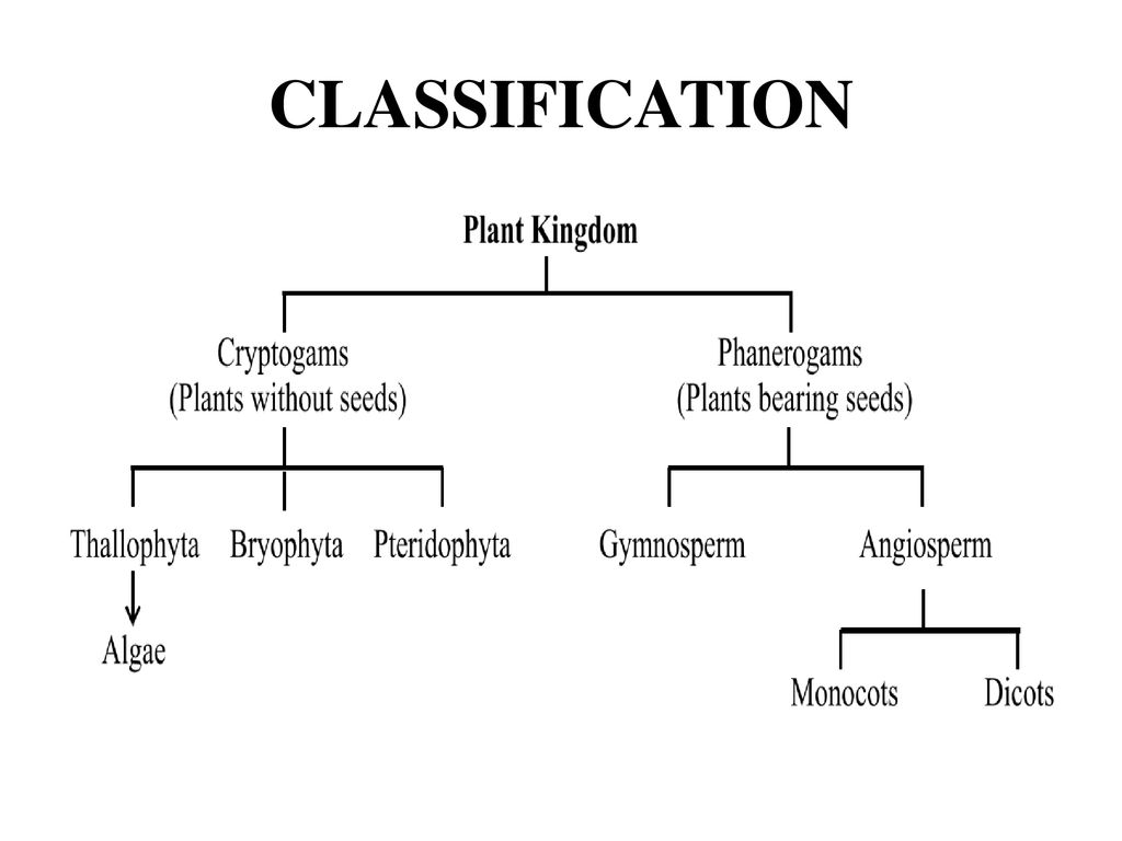 KINGDOM PLANTAE. - ppt download