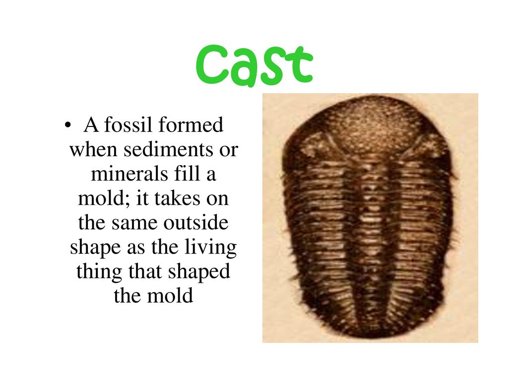 A preserved clue to life on Earth long ago ppt download