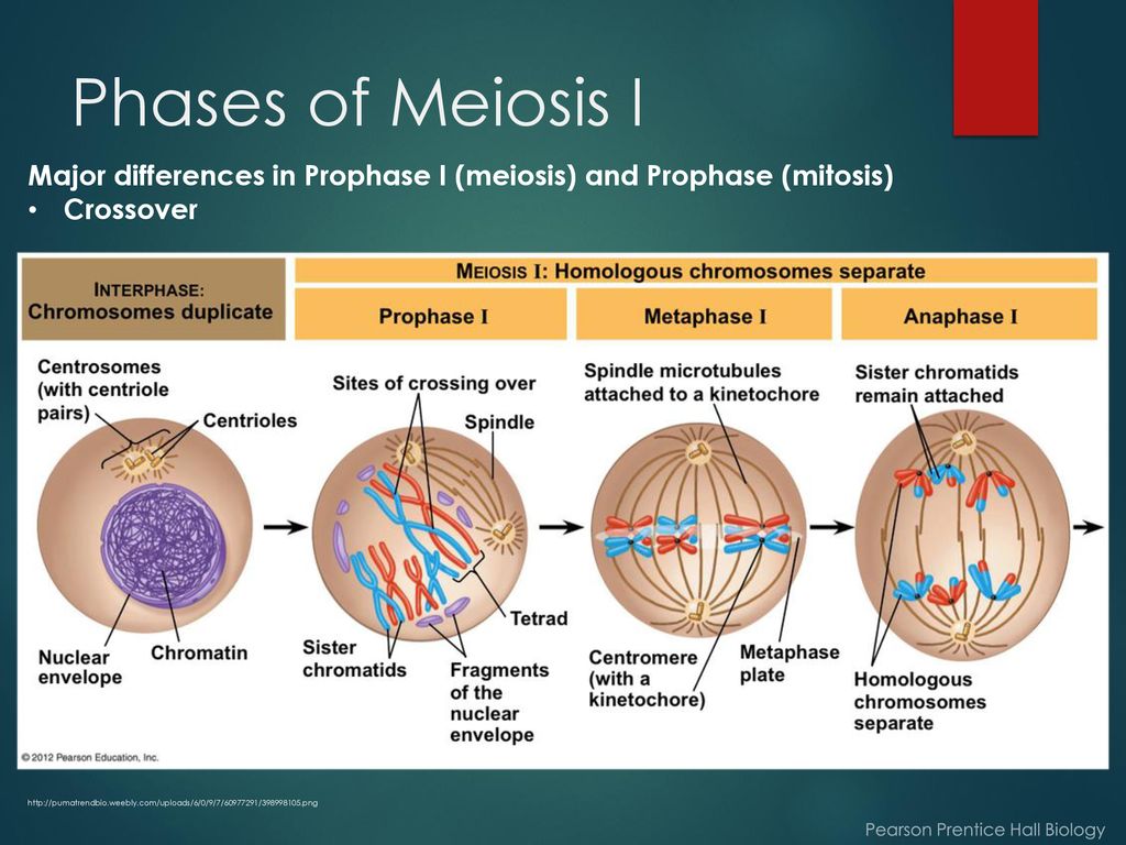 introduction-to-genetics-meiosis-ppt-download
