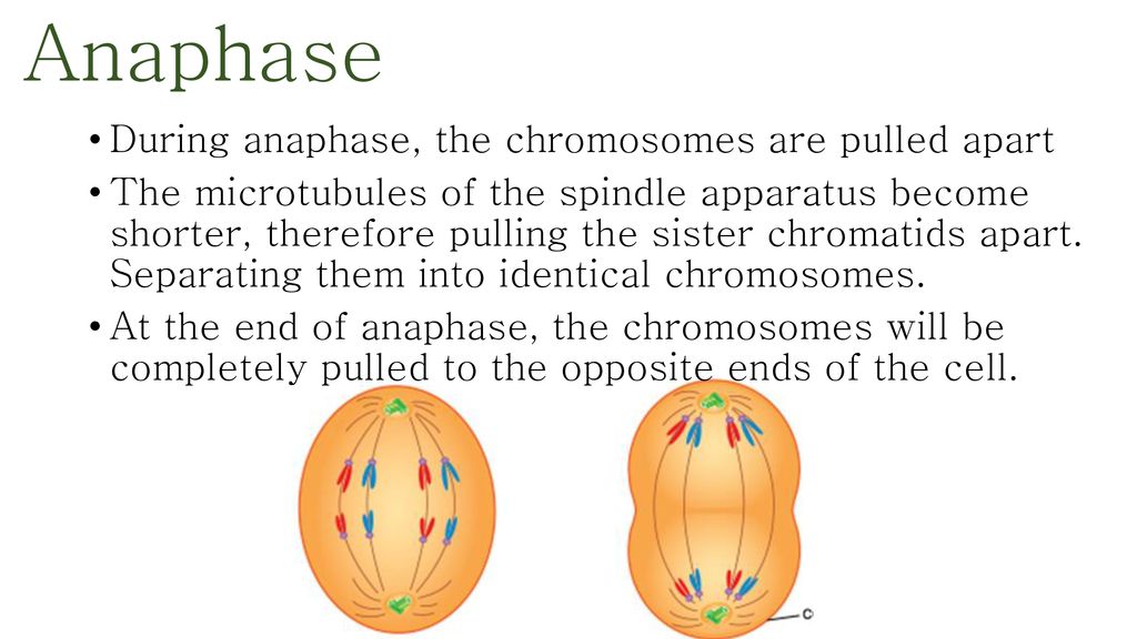 Chapter 9: The Cell Cycle Biology Diagrams