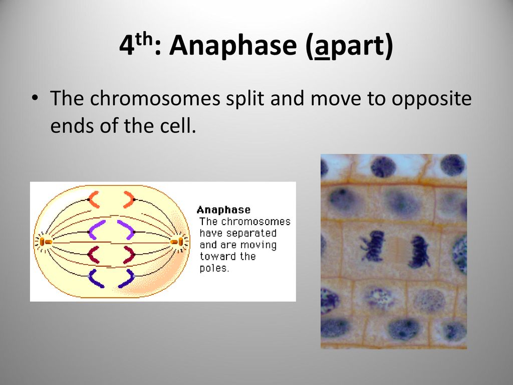 4th: Anaphase (apart) The chromosomes split and move to opposite ends of the cell.