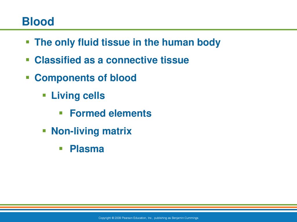 Blood The only fluid tissue in the human body