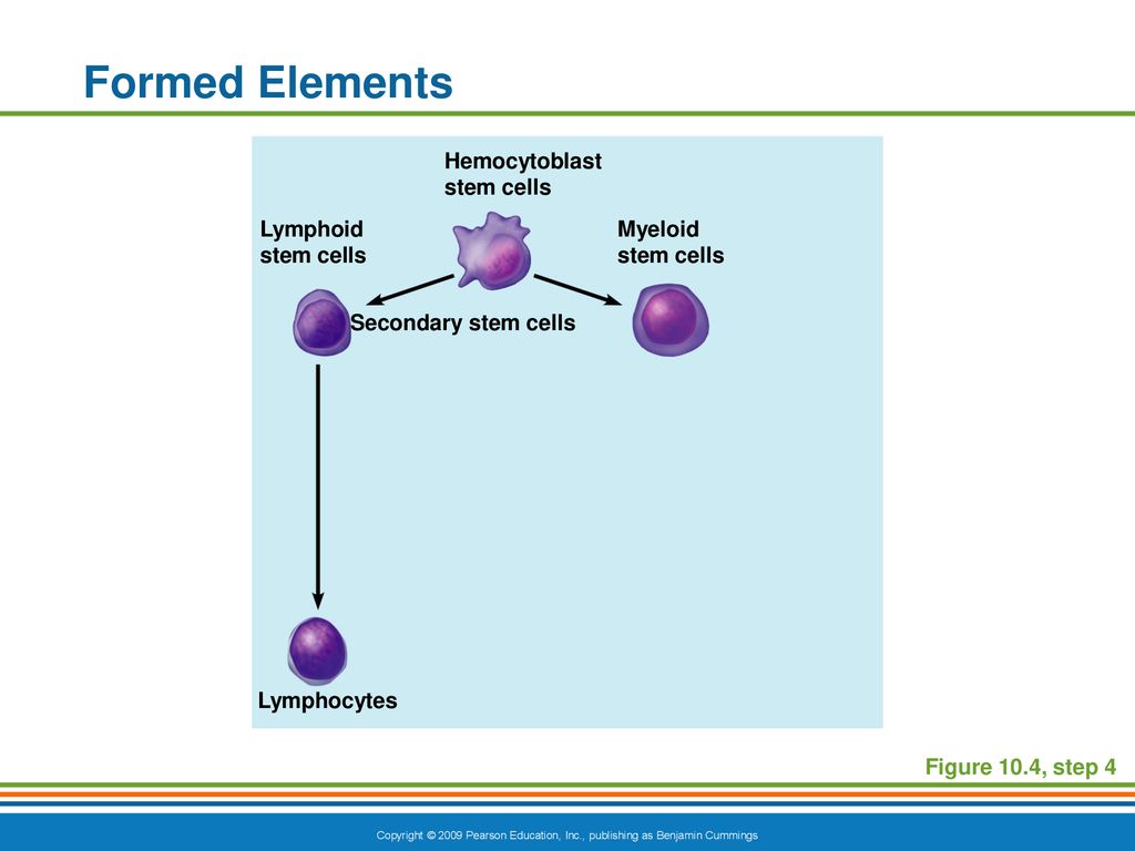 Formed Elements Hemocytoblast stem cells Secondary stem cells