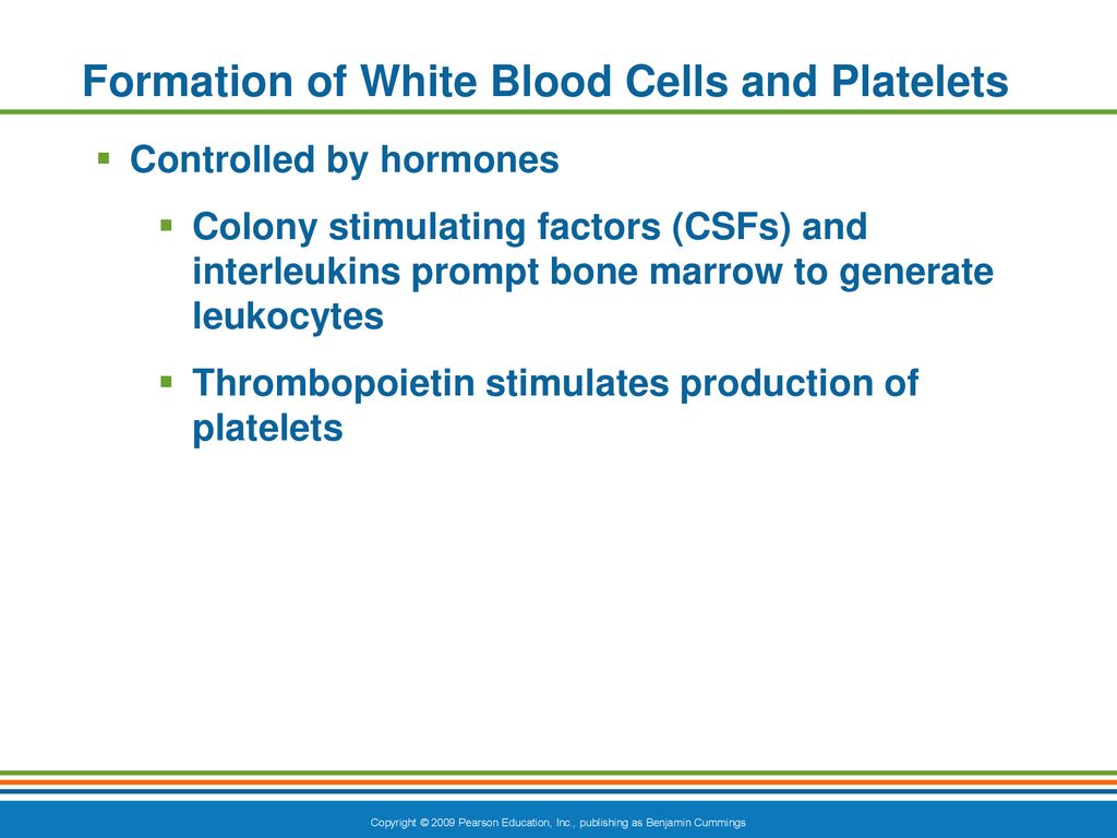 Formation of White Blood Cells and Platelets