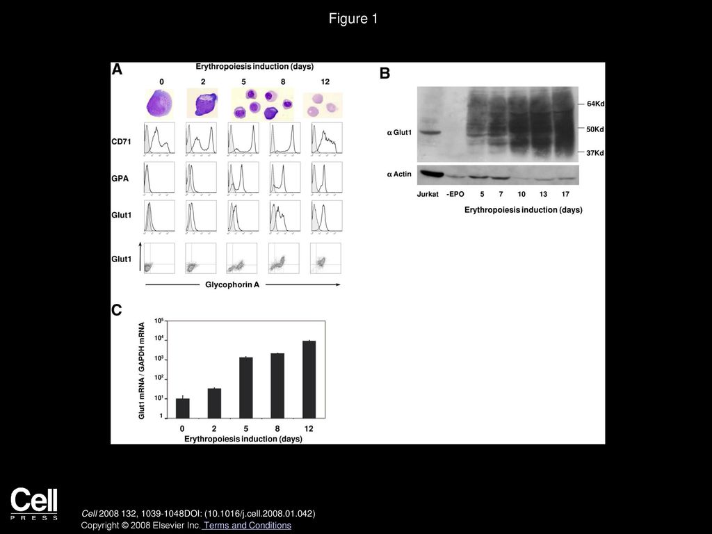 Pfs38 Binds Human Erythrocytes Via Glycophorin A And Is Required For