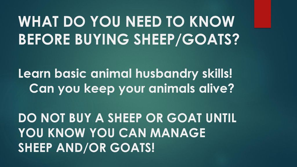 WHAT YOU NEED TO KNOW ABOUT SHEEP AND GOATS! - ppt download