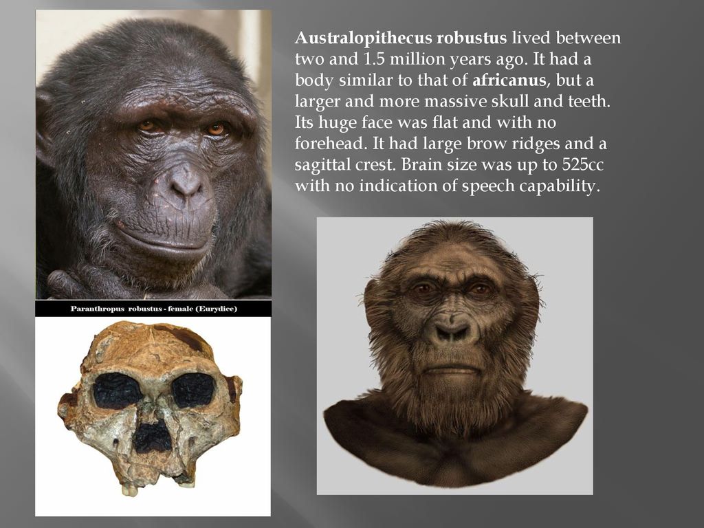 Australopithecus robustus