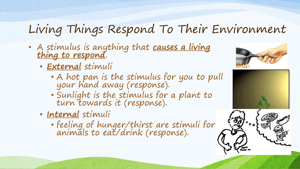 Living Things Respond To Their Environment