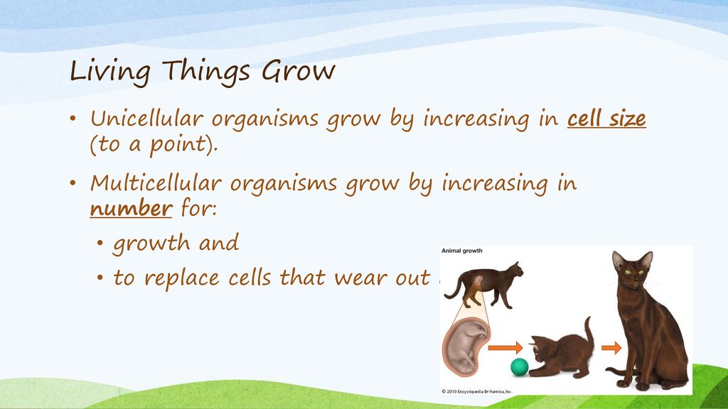 Living Things Grow Unicellular organisms grow by increasing in cell size (to a point). Multicellular organisms grow by increasing in number for: