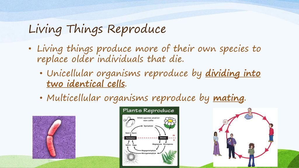 Living Things Reproduce