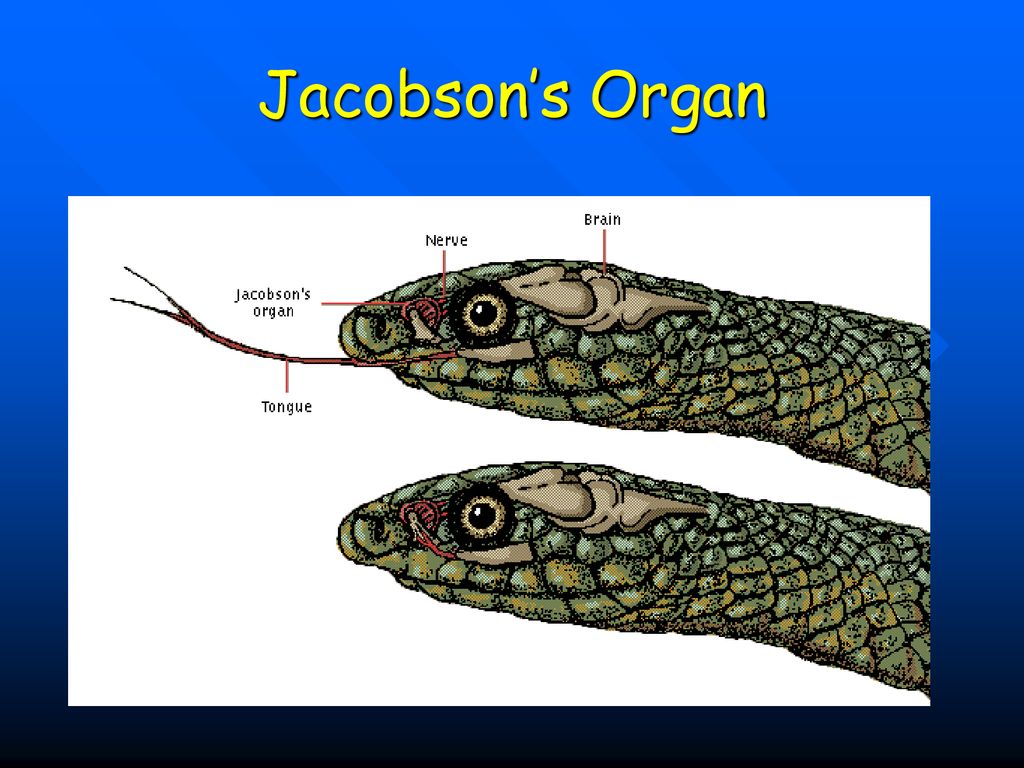 Какая симметрия у змеи. Пресмыкающиеся Якобсонов орган. Якобсонов орган у рептилий. Орган Якобсона у змеи. Якобсонов орган ящерицы.