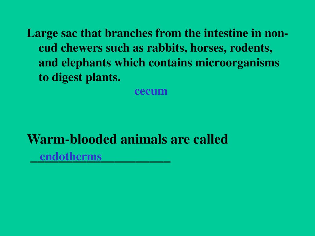 Mammal review Image from: - ppt download