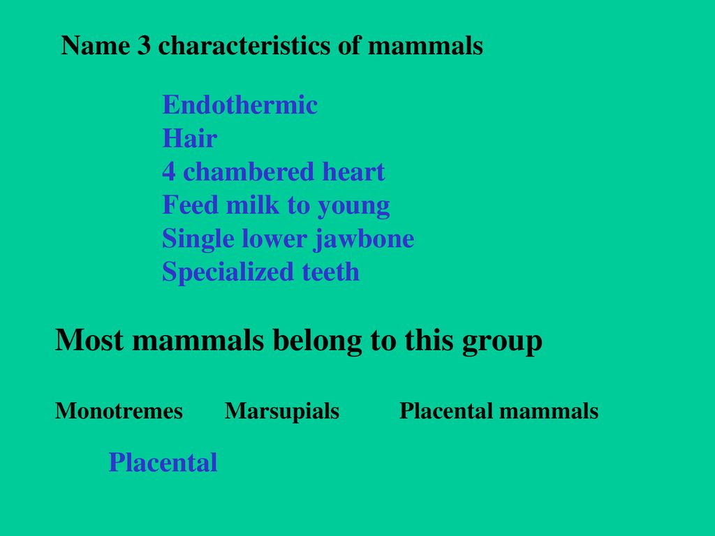 Mammal review Image from: - ppt download