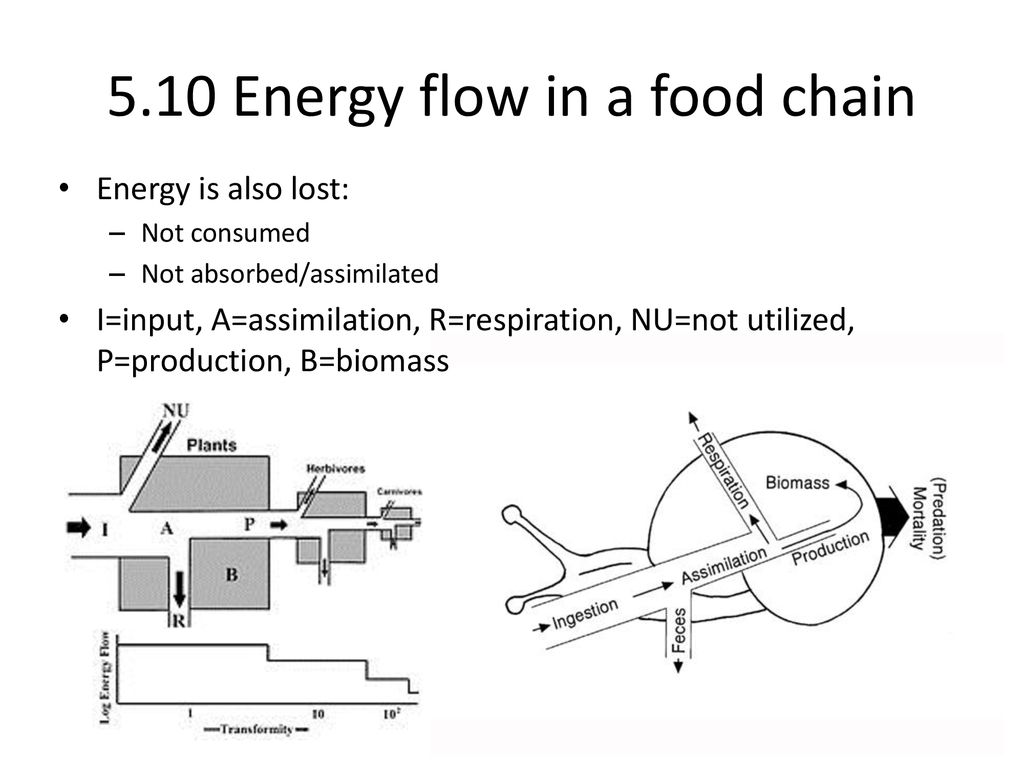 Matter & Energy Flow Blog: Give an example of a species interaction ... Biology Diagrams