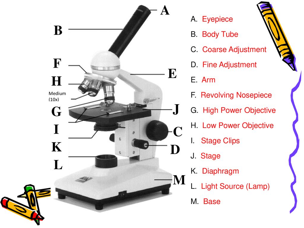 The Compound Microscope Ppt Download