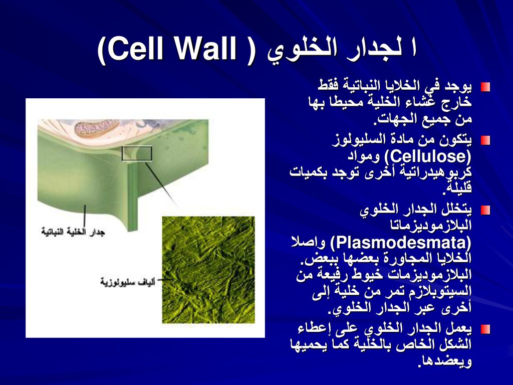 الجدار الخلوي والبلاستيدات الخضراء توجد في