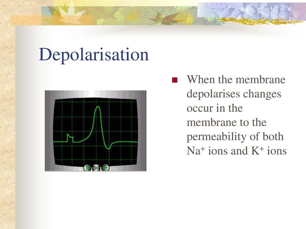 Transmission of nerve impulses ppt download