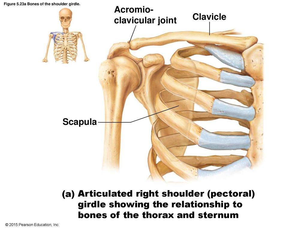 Bones of the Shoulder Girdle Diagram